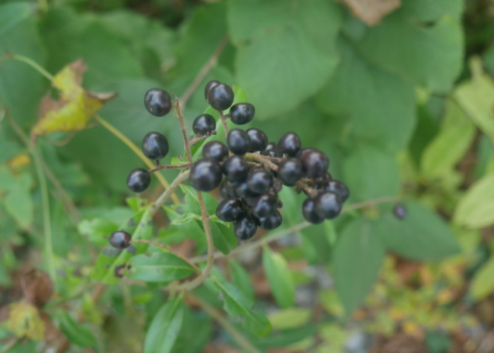 Screenshot 2025-01-23 185452